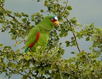 White-fronted Parrot